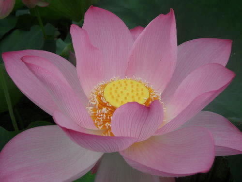 12333怎么转到其他地方.文章开头语(图)