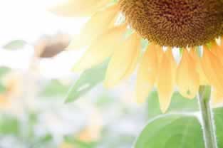 为什么这两天系统维护这么慢.内容核心(图)