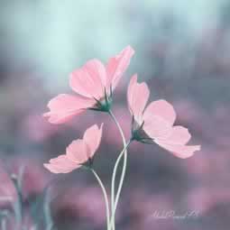 excel无法导出pdf文件.文章开头语（图）